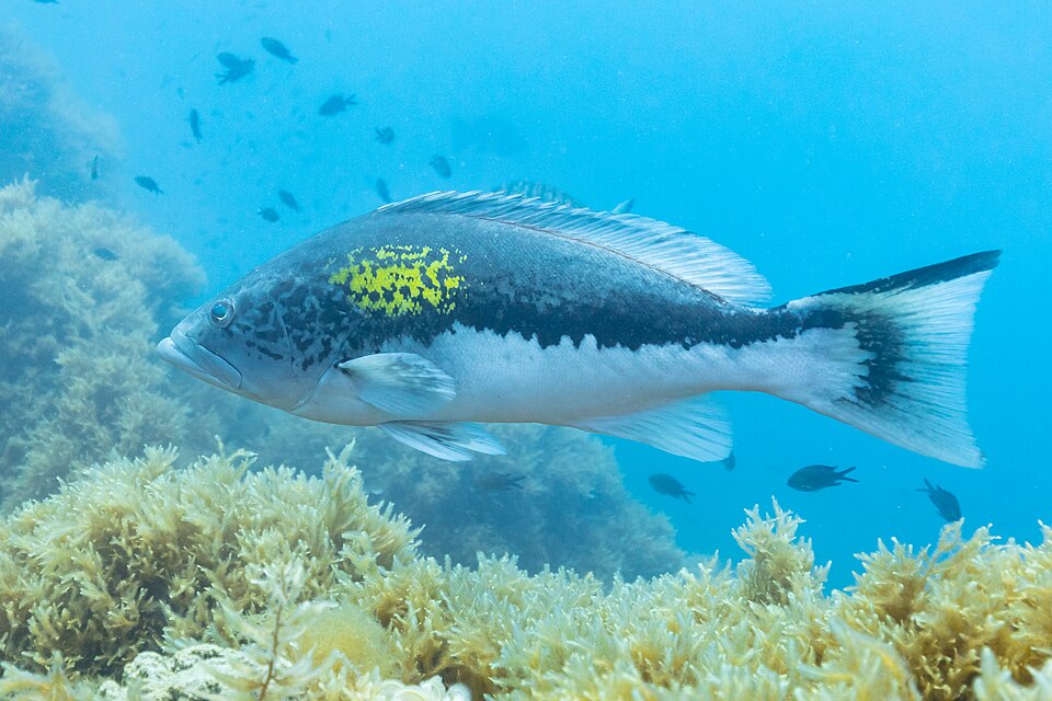 Golden grouper