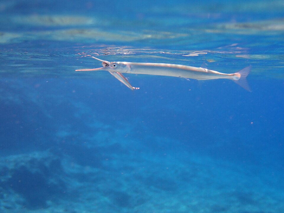 Garfish