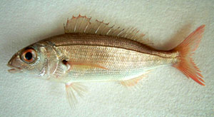 Axillary seabream