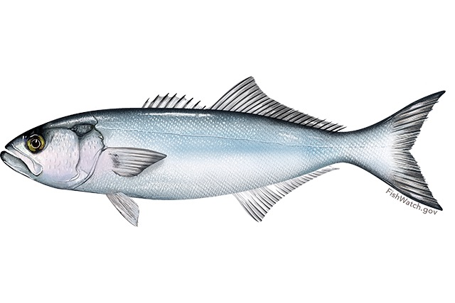 Bluefish