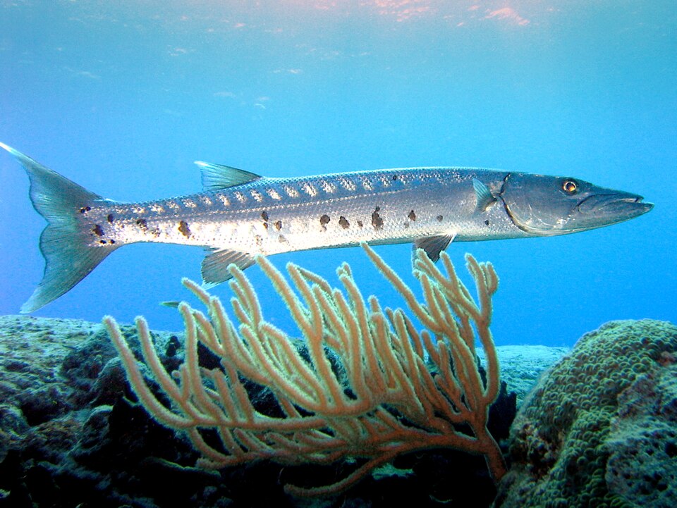 European barracuda