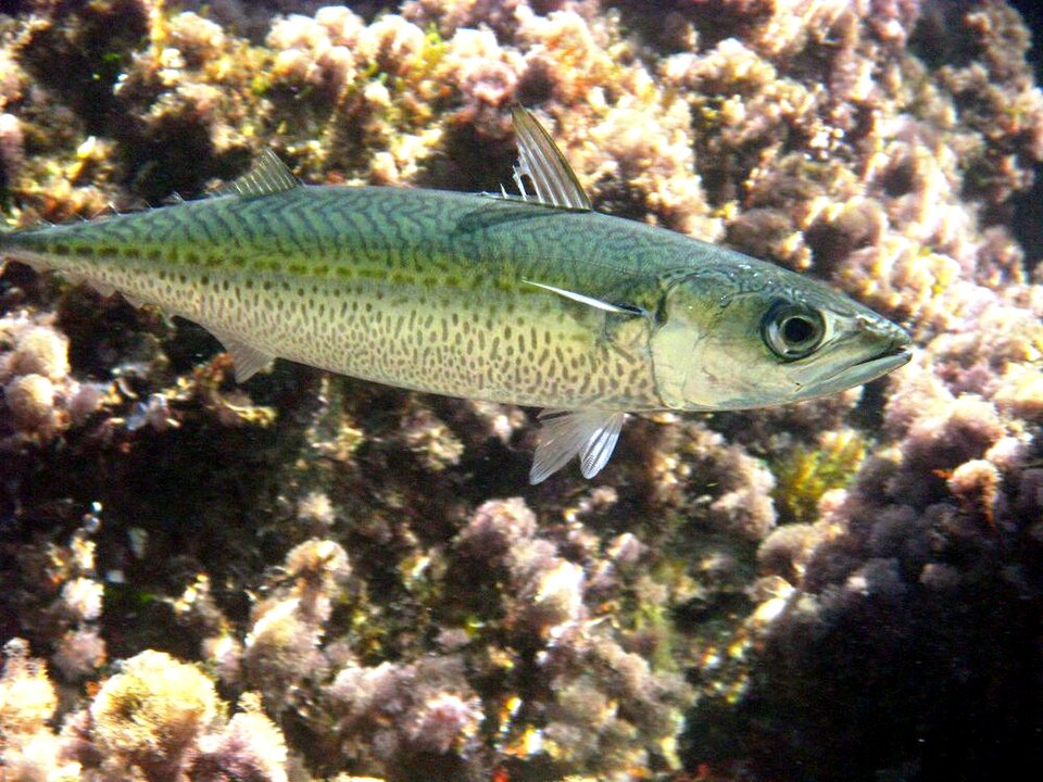Mackerel