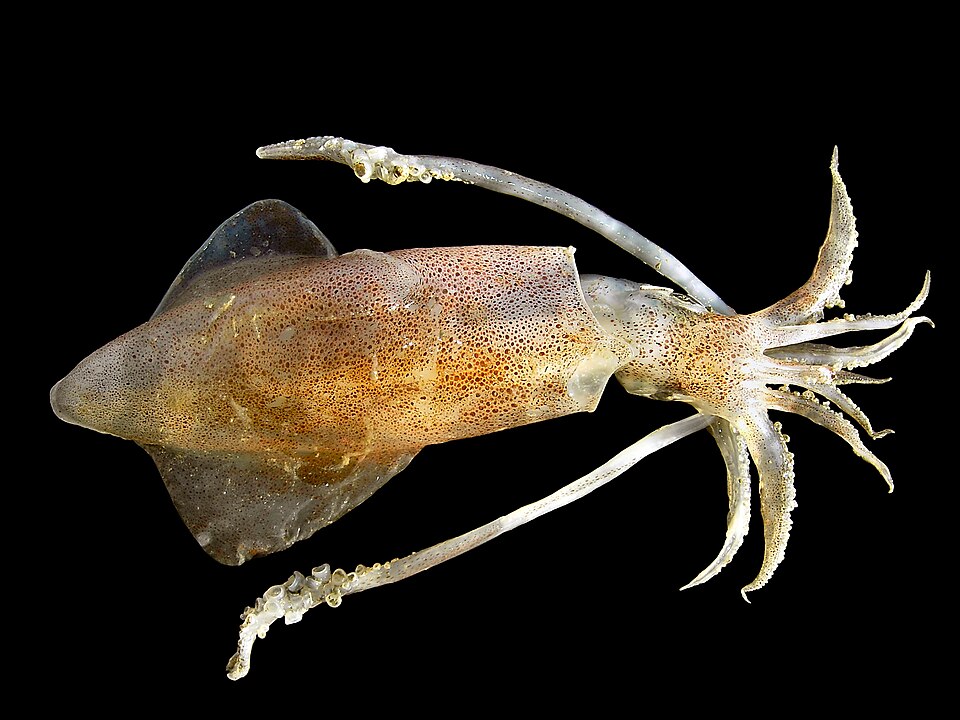 European squid