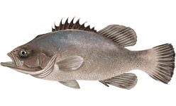 Wreckfish