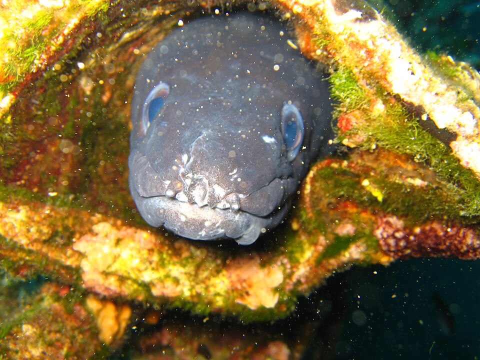 Conger eel