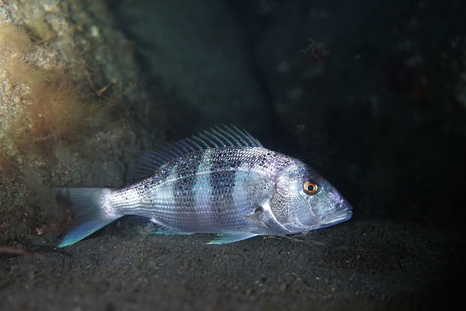 Common dentex