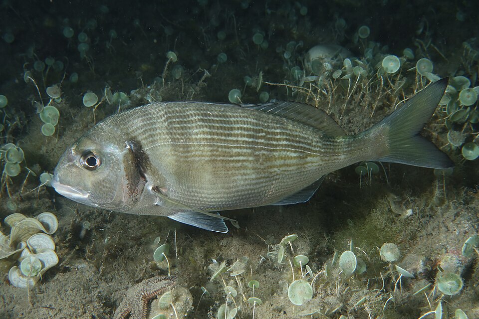 Gilthead bream
