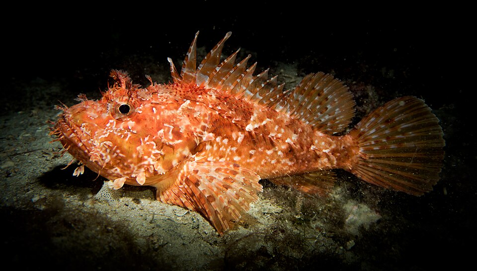 Red scorpionfish