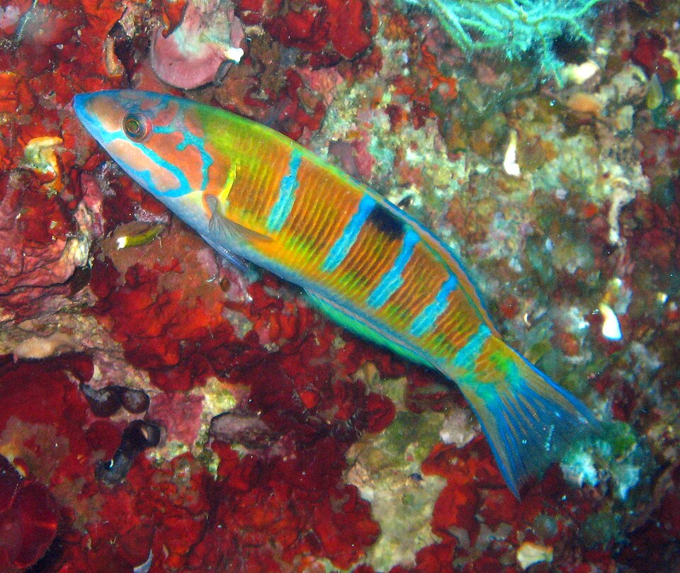 Ornate wrasse