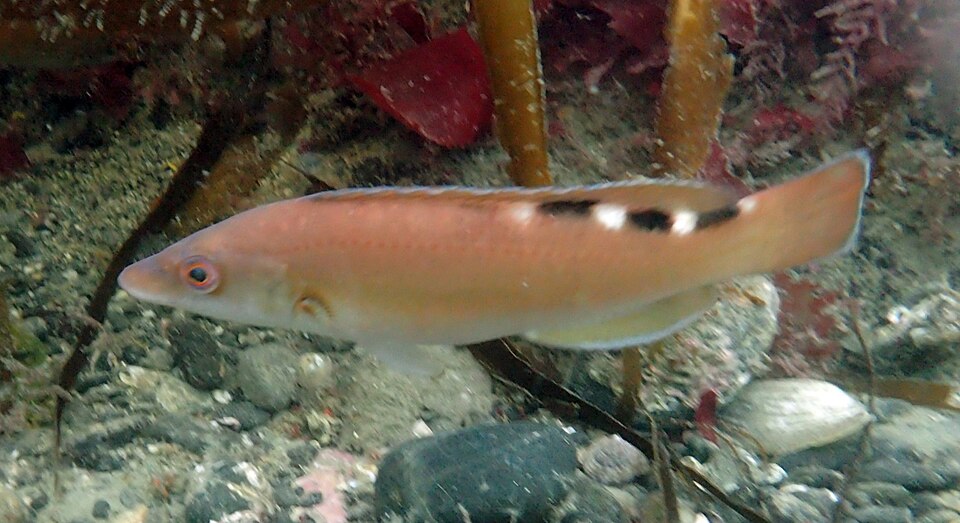 Cuckoo wrasse