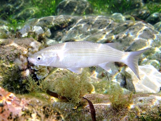 Thicklip grey mullet