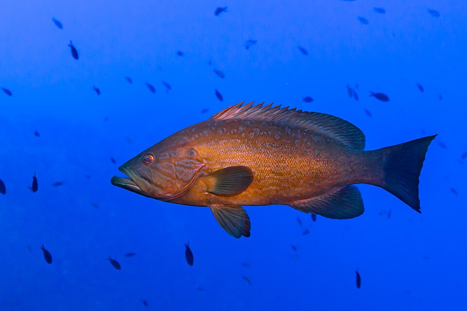 Comb grouper