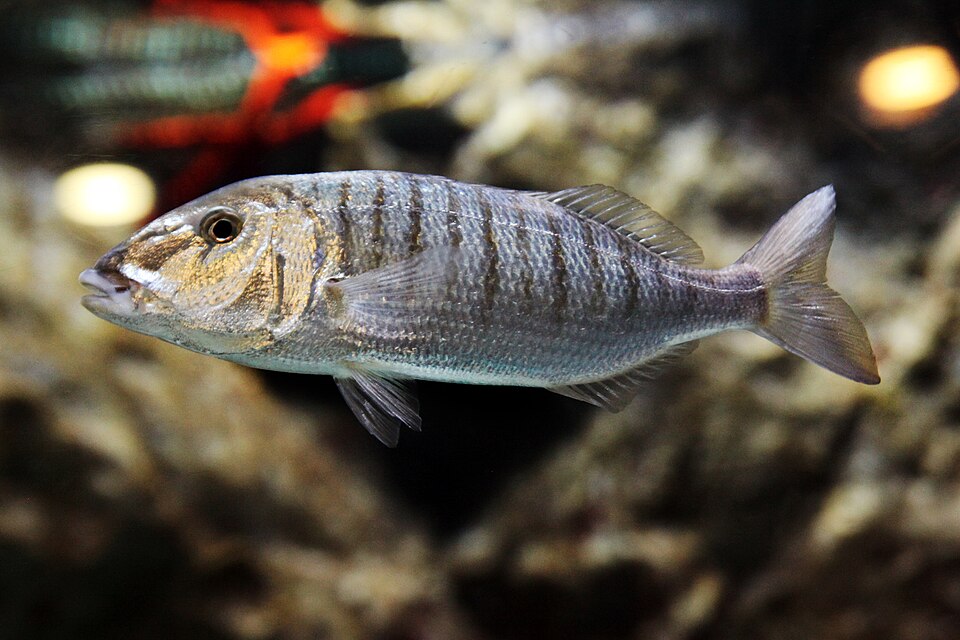 Striped seabream