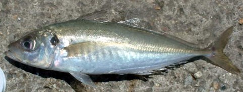 Horse mackerel