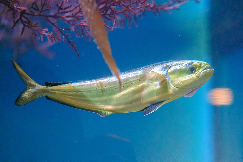 Mahi-mahi
