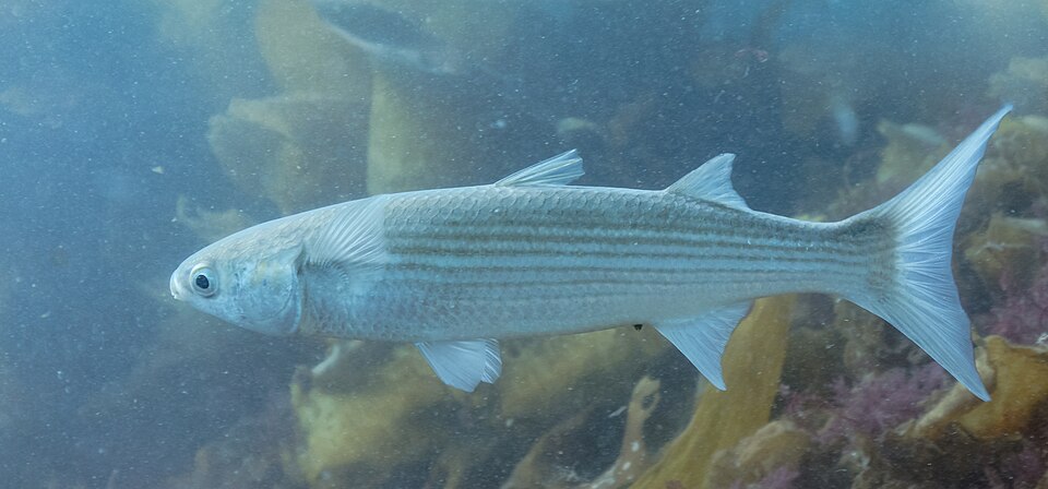 Flathead mullet