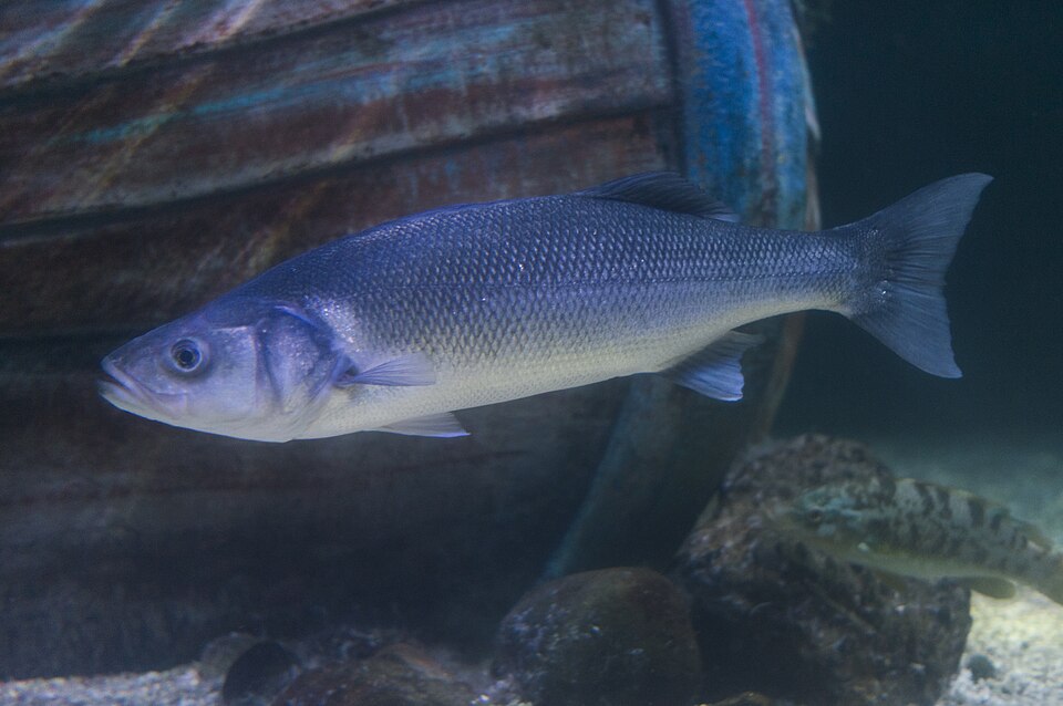 European sea bass