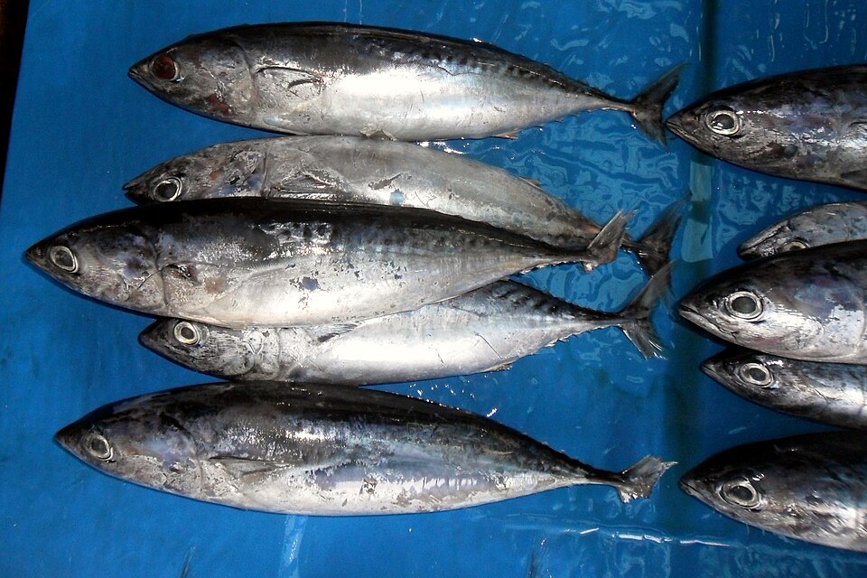 Bullet tuna