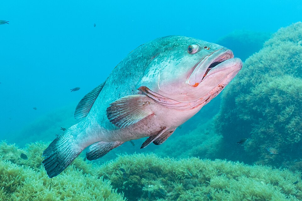 Dusky grouper