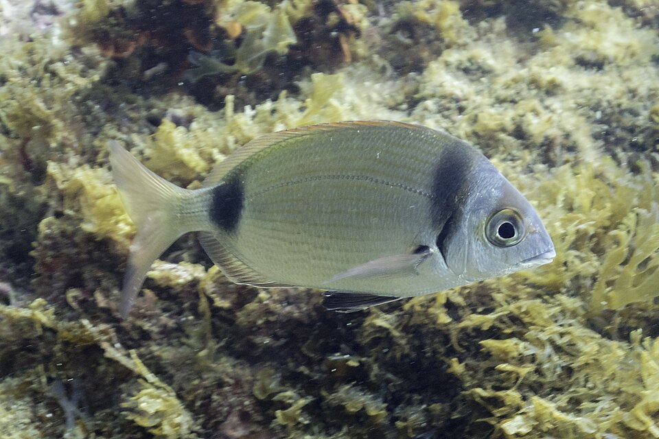 Two-banded seabream