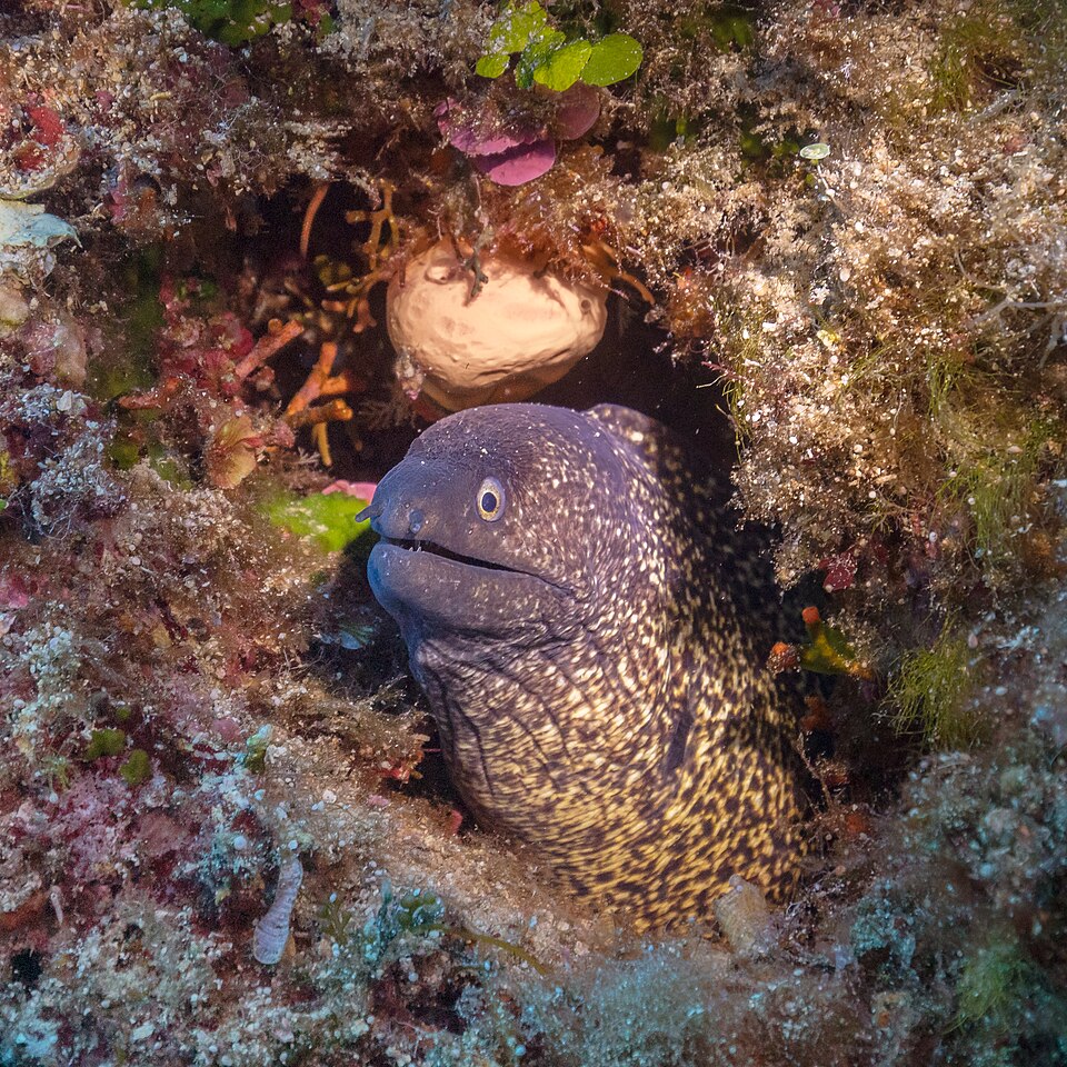 Moray eel