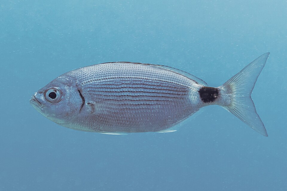 Saddled seabream