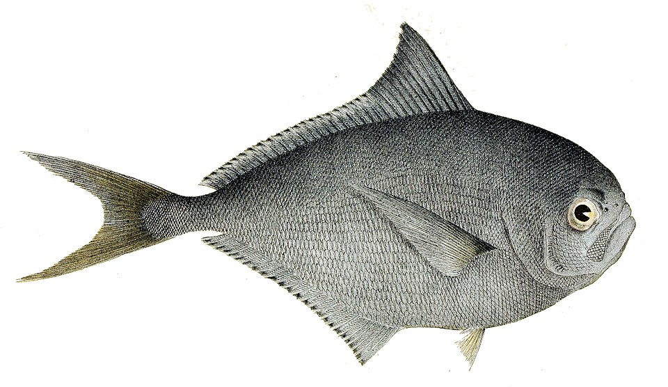 Rays bream