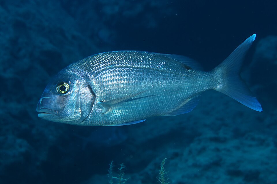 Red porgy