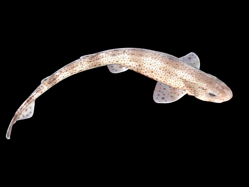 Small-spotted catshark