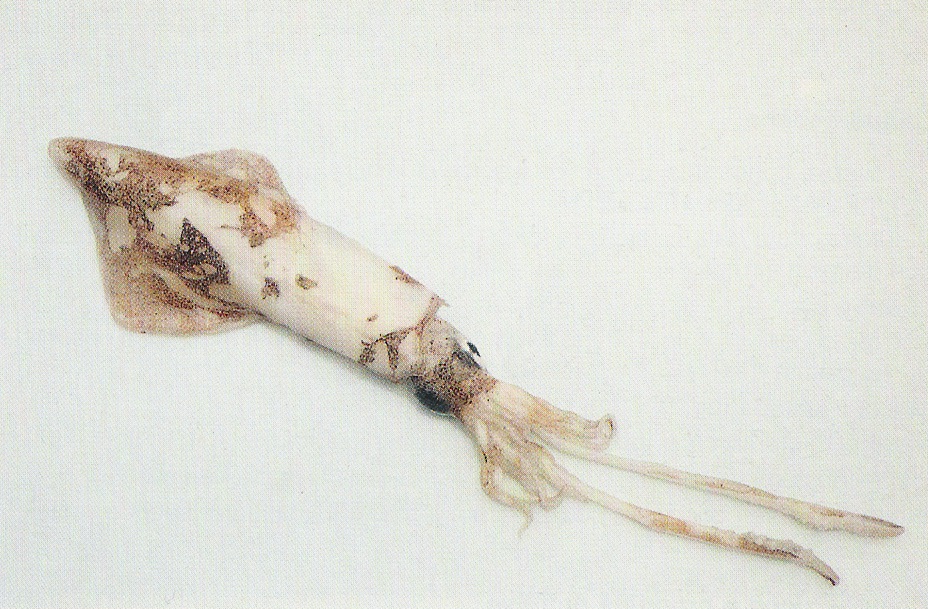 Flying squid