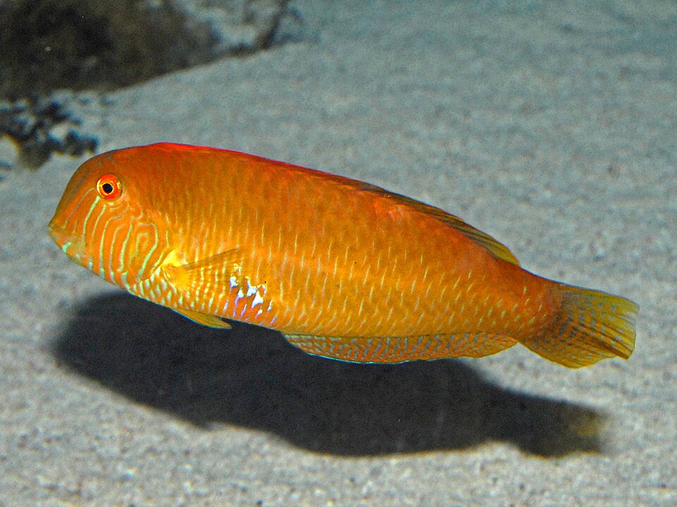 Pearly razorfish