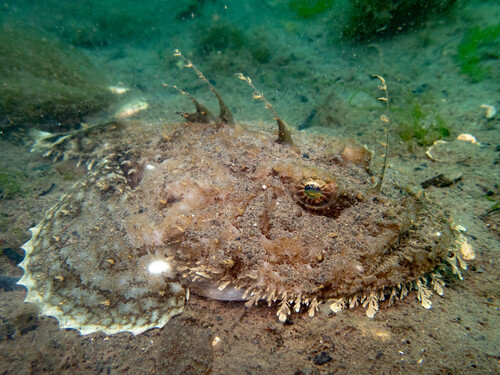 Monkfish