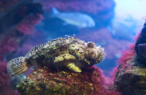 Small scorpionfish