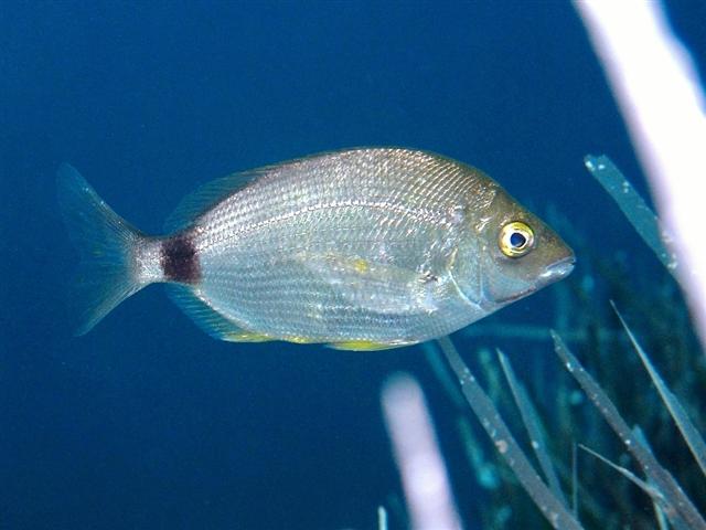 Annular seabream