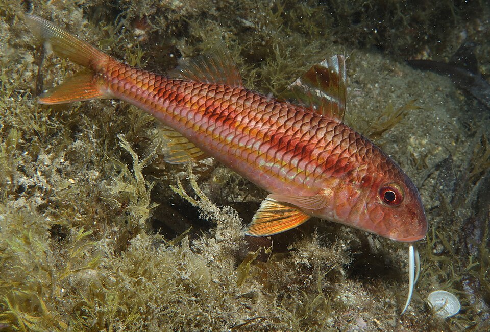 Red mullet