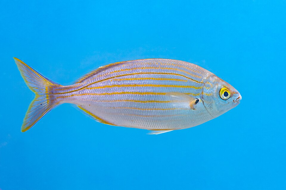 Salema