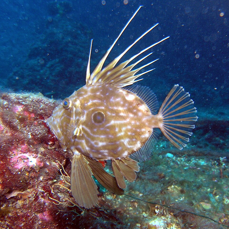 John Dory