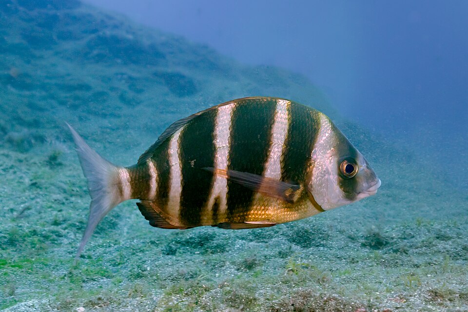 Zebra seabream
