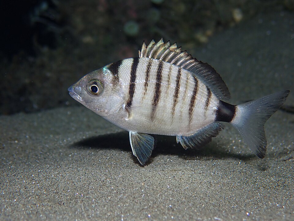 Sharpsnout seabream