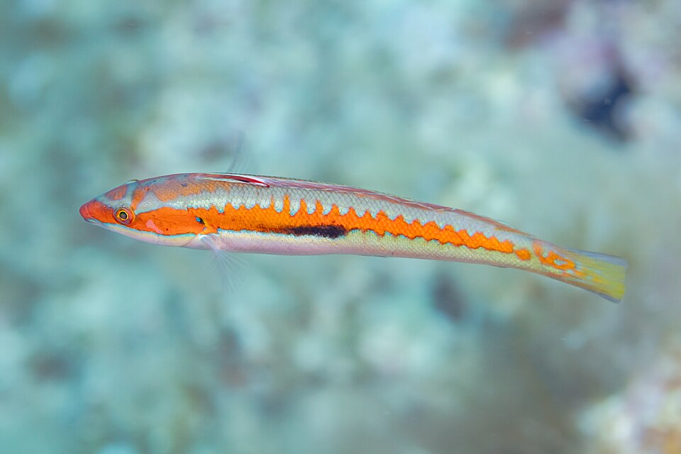 Rainbow wrasse