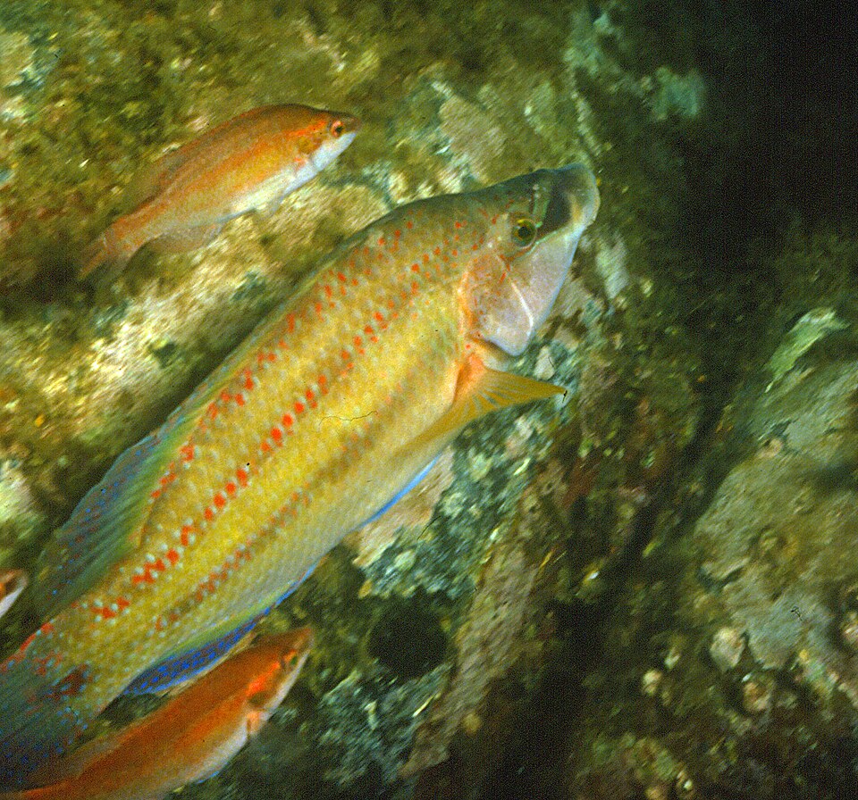 Peacock wrasse