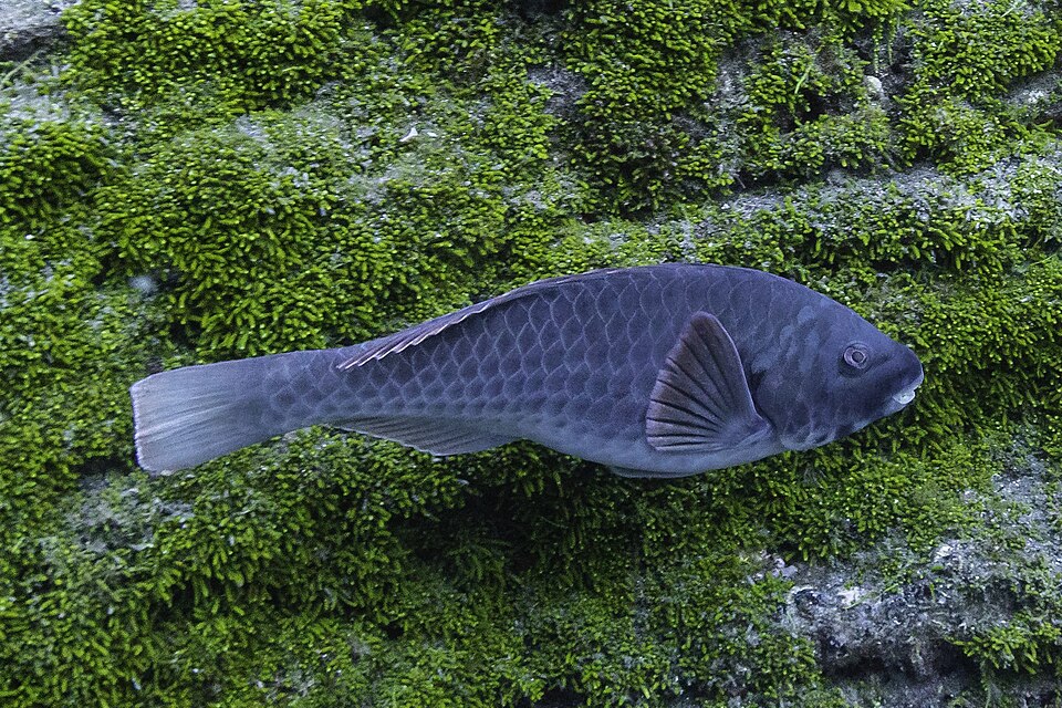 Mediterranean parrotfish